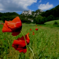 Image00021