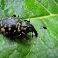 Image005