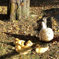 Image00016