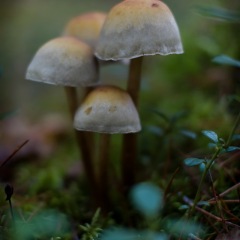 Image00079