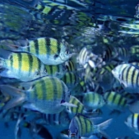 Image00018