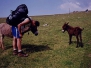 Fagaraš 1999