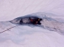 Piz Bernina 2005