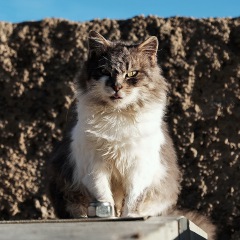 Image00009