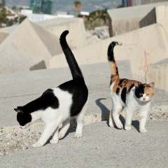 Image00089