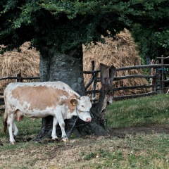 Image00010